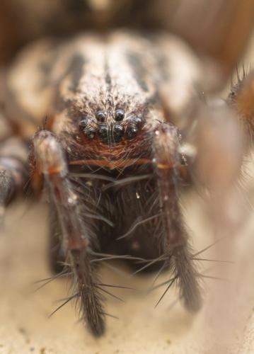 Eratigena sp.